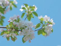 苏珊米勒2024年1月狮子座运势