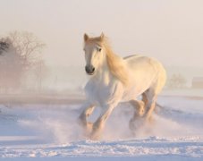 苏珊米勒2024年1月射手座运势