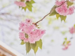 苏珊米勒2024年1月金牛座运势