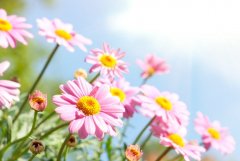 苏珊米勒2024年2月处女座运势