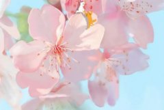 苏珊米勒2024年2月天秤座运势