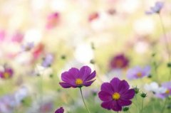 苏珊米勒2024年2月双鱼座运势