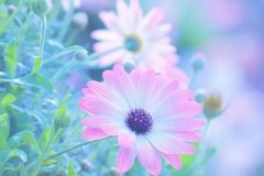 苏珊米勒2024年2月天蝎座运势