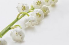 苏珊米勒2024年6月水瓶座运势