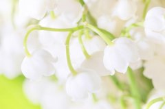 苏珊米勒2024年6月处女座运势