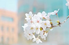 苏珊米勒2024年6月狮子座运势