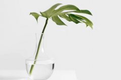 苏珊米勒2024年8月双子座运势