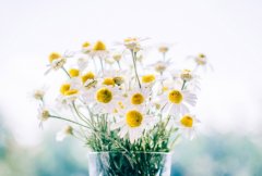 苏珊米勒2024年8月天蝎座运势