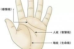 智慧线接近感情线的手相