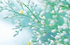 属蛇人2026年运势及运程详解,2026年属蛇人全年整体运程